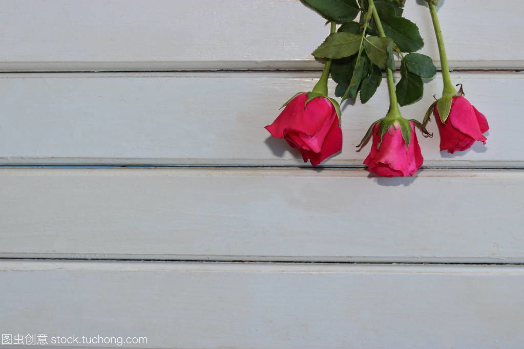 玫瑰与情人节概念副本空间背景白色木制板上的顶视图